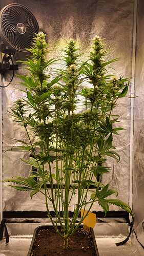 Growreport Bild 9