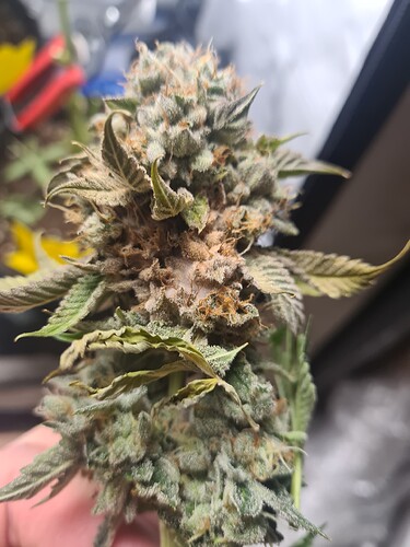 Growreport Bild 10