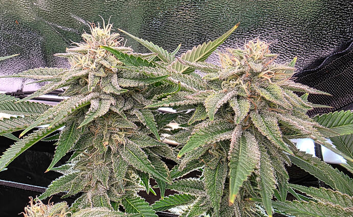 Growreport Bild 29
