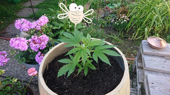 Growreport Bild 39