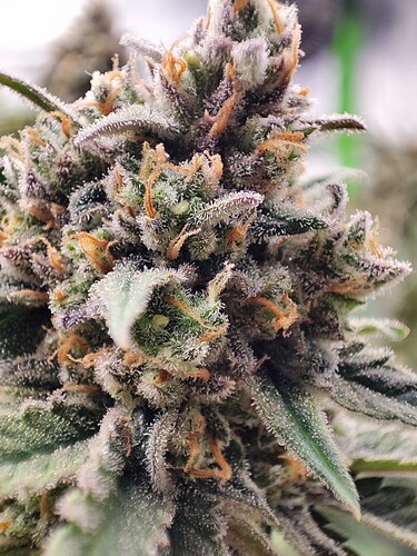 Growreport Bild 10