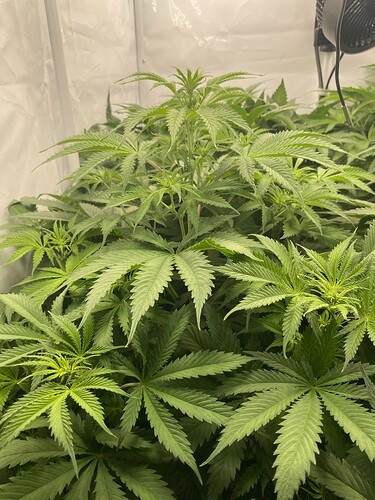 Growreport Bild 2