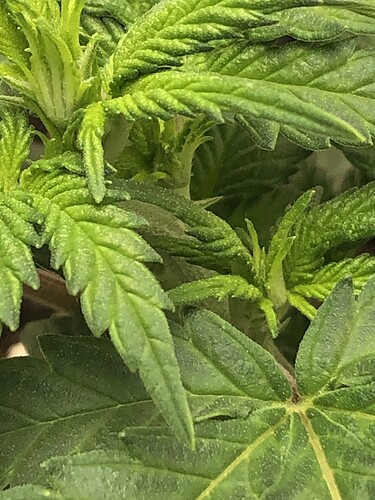 Growreport Bild 6