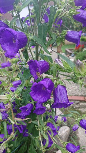 Growreport Bild 63
