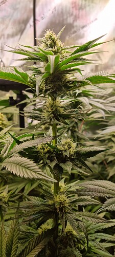 Growreport Bild 14
