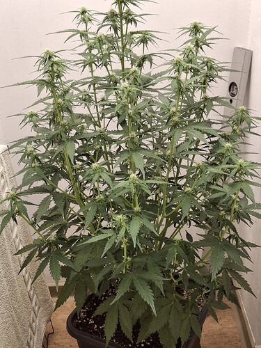 Growreport Bild 106