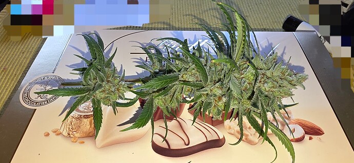 Growreport Bild 50