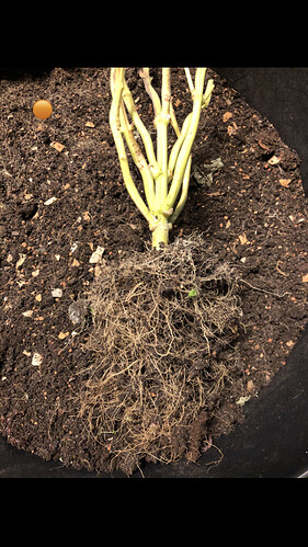 Growreport Bild 37