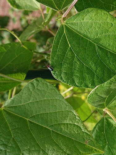 Growreport Bild 56