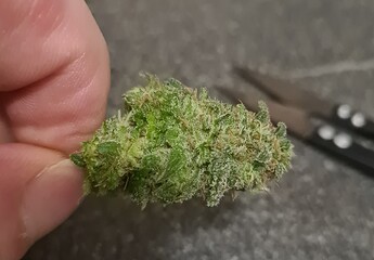 Growreport Bild 133