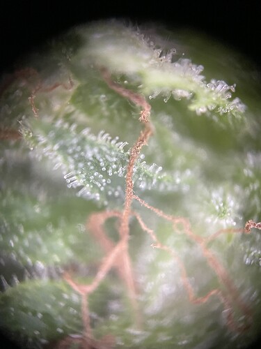 Growreport Bild 9