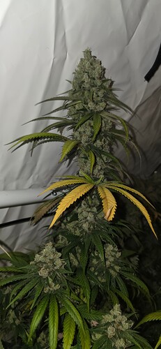 Growreport Bild 40
