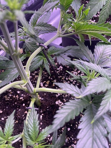 Growreport Bild 9