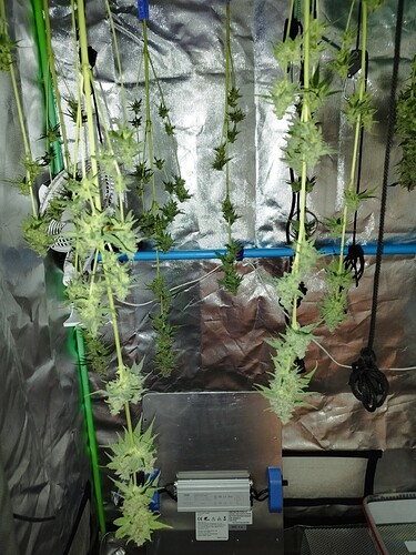 Mehrere Cannabis-Pflanzenzweige hängen kopfüber in einer Growbox zur Trocknung. Die Buds sind sichtbar, aber die Ernte scheint mager zu sein.