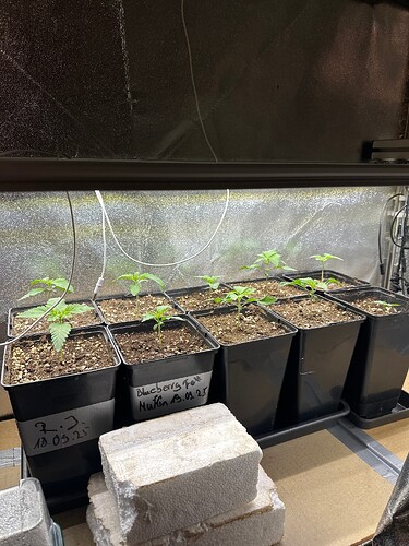 Growreport Bild 33