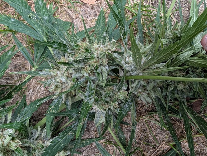 Growreport Bild 2