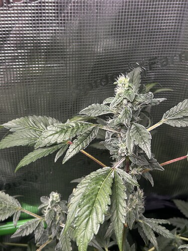 Growreport Bild 3