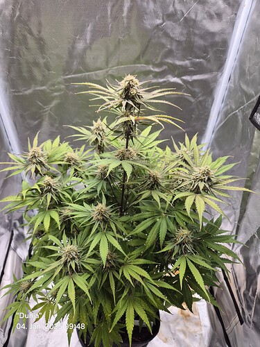 Growreport Bild 1