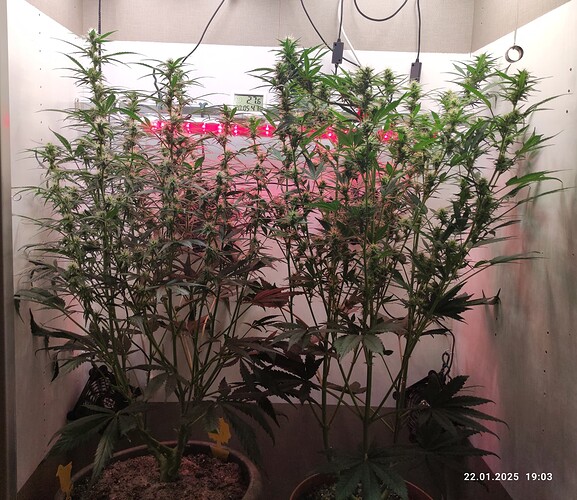 Growreport Bild 6