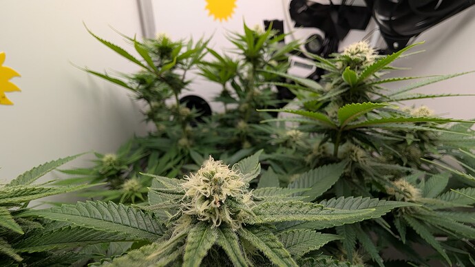Growreport Bild 29