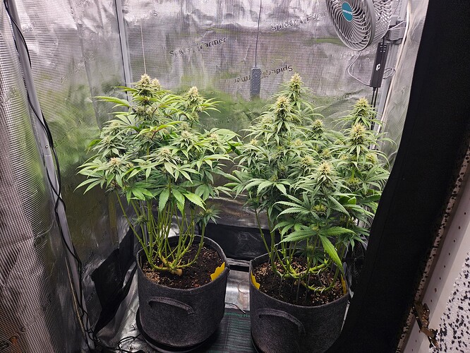 Growreport Bild 1