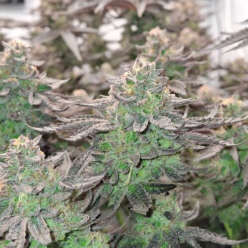 Growreport Bild 31