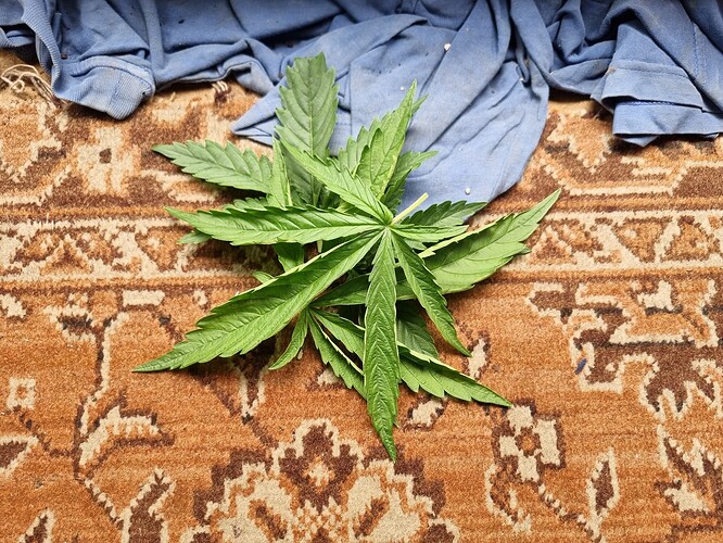 Ein einzelnes Cannabisblatt liegt auf einem gemusterten Teppich, daneben liegt ein zerknittertes blaues Tuch.