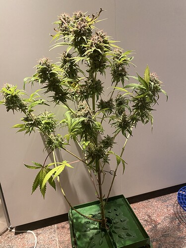 Growreport Bild 1