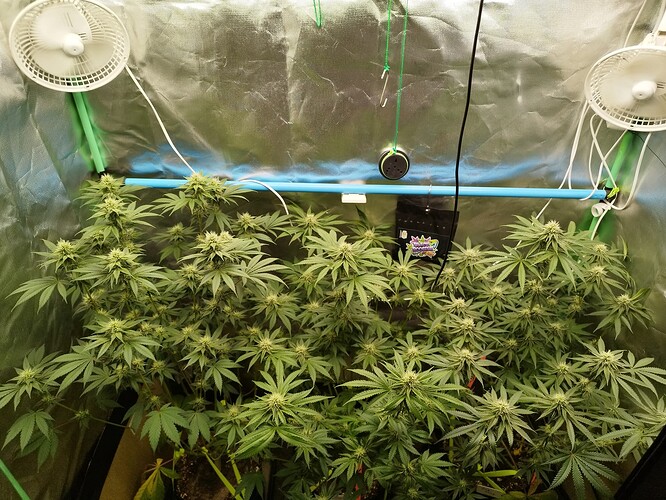 Growreport Bild 3
