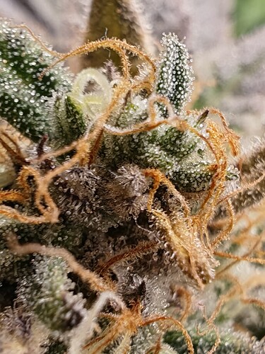 Growreport Bild 3