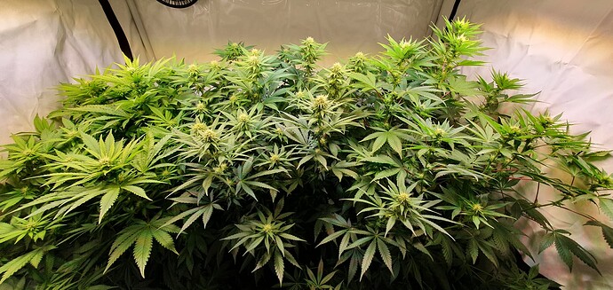 Growreport Bild 13