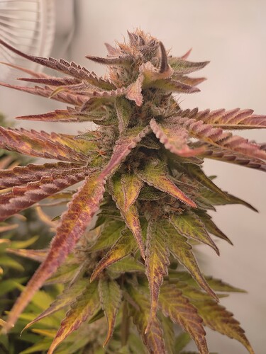 Growreport Bild 16