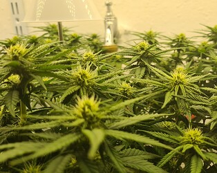 Growreport Bild 62