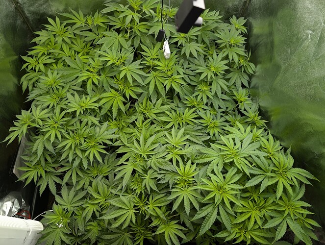 Growreport Bild 1