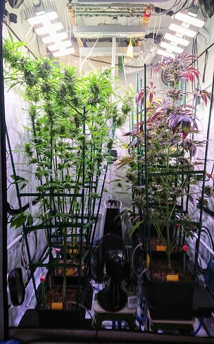 Growreport Bild 1