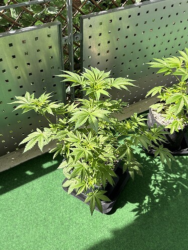 Growreport Bild 29