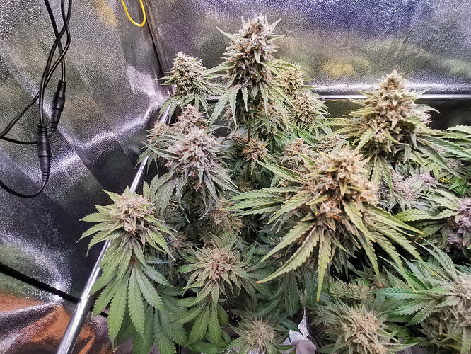Growreport Bild 27