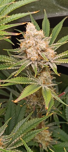 Growreport Bild 7