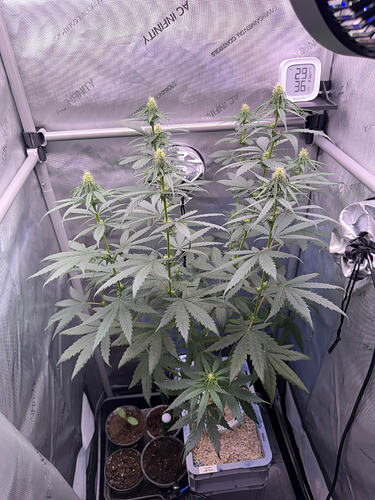 Growreport Bild 4