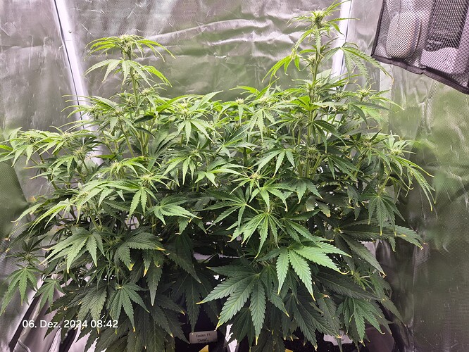 Growreport Bild 7
