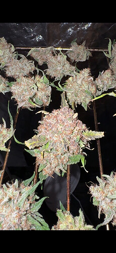 Growreport Bild 1