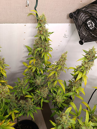 Growreport Bild 8