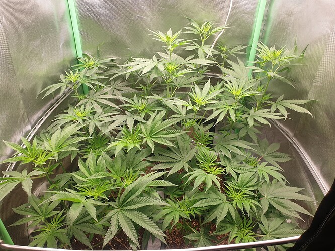 Growreport Bild 3