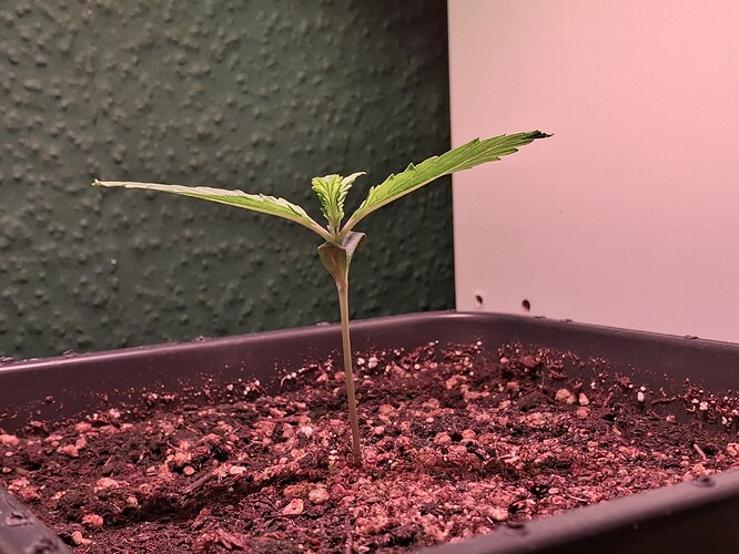 Growreport Bild 7