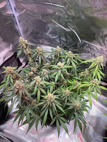Growreport Bild 10