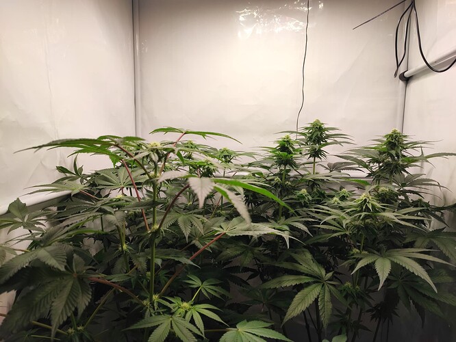 Growreport Bild 2