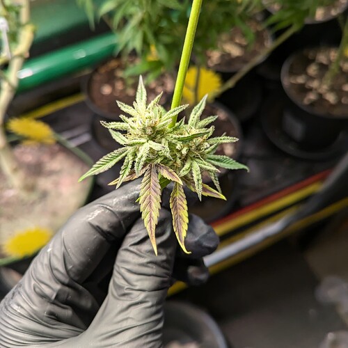 Growreport Bild 8