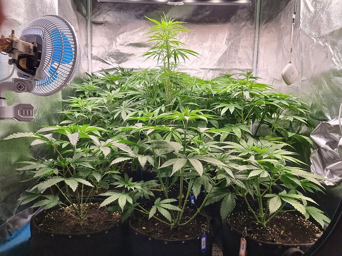 Mehrere junge Cannabispflanzen in einem Zelt, eine davon ist deutlich größer und höher als die anderen. Ein Ventilator ist links im Bild zu sehen.