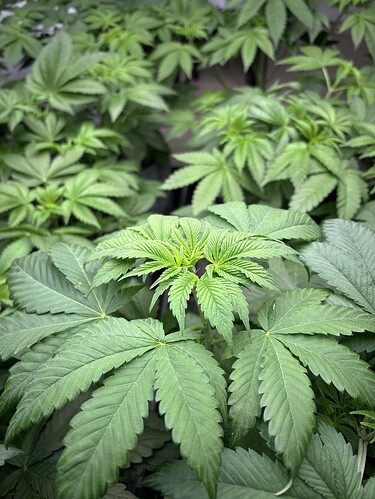 Growreport Bild 35