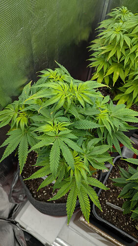 Growreport Bild 8
